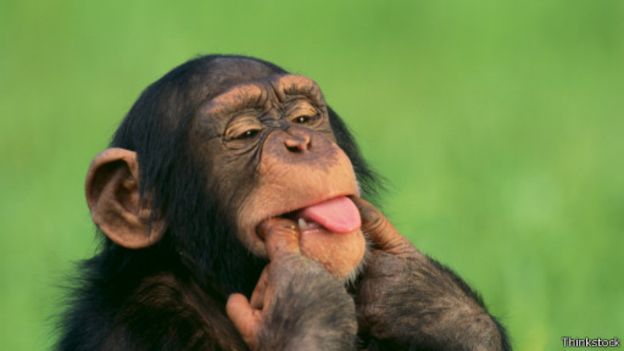 کشف جدید: شامپانزه هم مثل انسان لبخند می زند