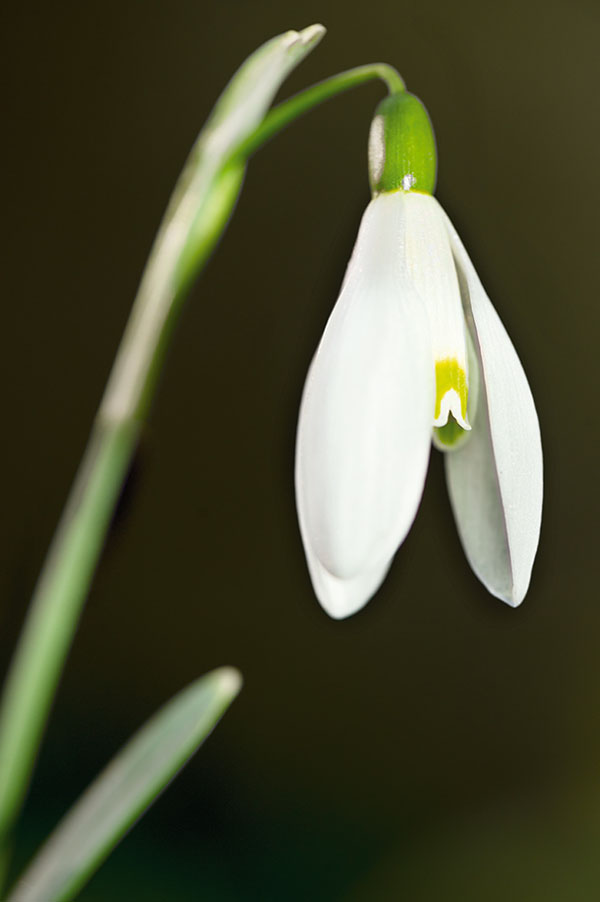 ۶ ایده خلاقانه عکاسی ماکرو در بهار و تابستان ۶ ایده خلاقانه عکاسی ماکرو در بهار و تابستان