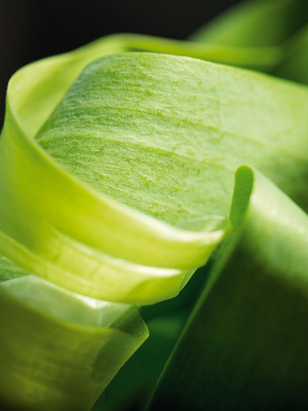 ۶ ایده خلاقانه عکاسی ماکرو در بهار و تابستان ۶ ایده خلاقانه عکاسی ماکرو در بهار و تابستان