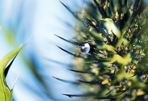 ۶ ایده خلاقانه عکاسی ماکرو در بهار و تابستان ۶ ایده خلاقانه عکاسی ماکرو در بهار و تابستان