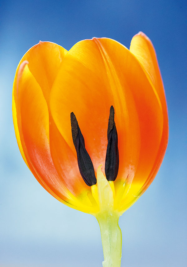 ۶ ایده خلاقانه عکاسی ماکرو در بهار و تابستان ۶ ایده خلاقانه عکاسی ماکرو در بهار و تابستان