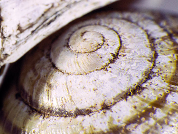 ۶ ایده خلاقانه عکاسی ماکرو در بهار و تابستان ۶ ایده خلاقانه عکاسی ماکرو در بهار و تابستان