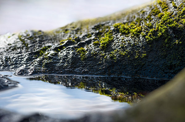 ۶ ایده خلاقانه عکاسی ماکرو در بهار و تابستان ۶ ایده خلاقانه عکاسی ماکرو در بهار و تابستان
