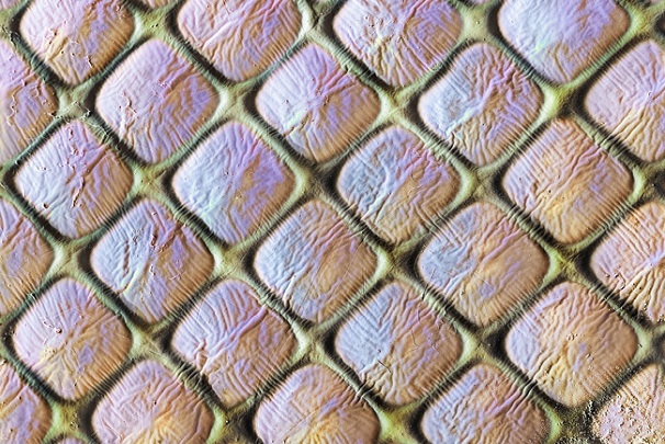 نگاهی به چشمان میکروسکوپی حشره‌ها