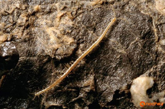 پادشاه زیرزمین آشنا شوید (+عکس)