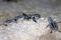 تولد400 جوجه لاک پشت درسواحل کیش