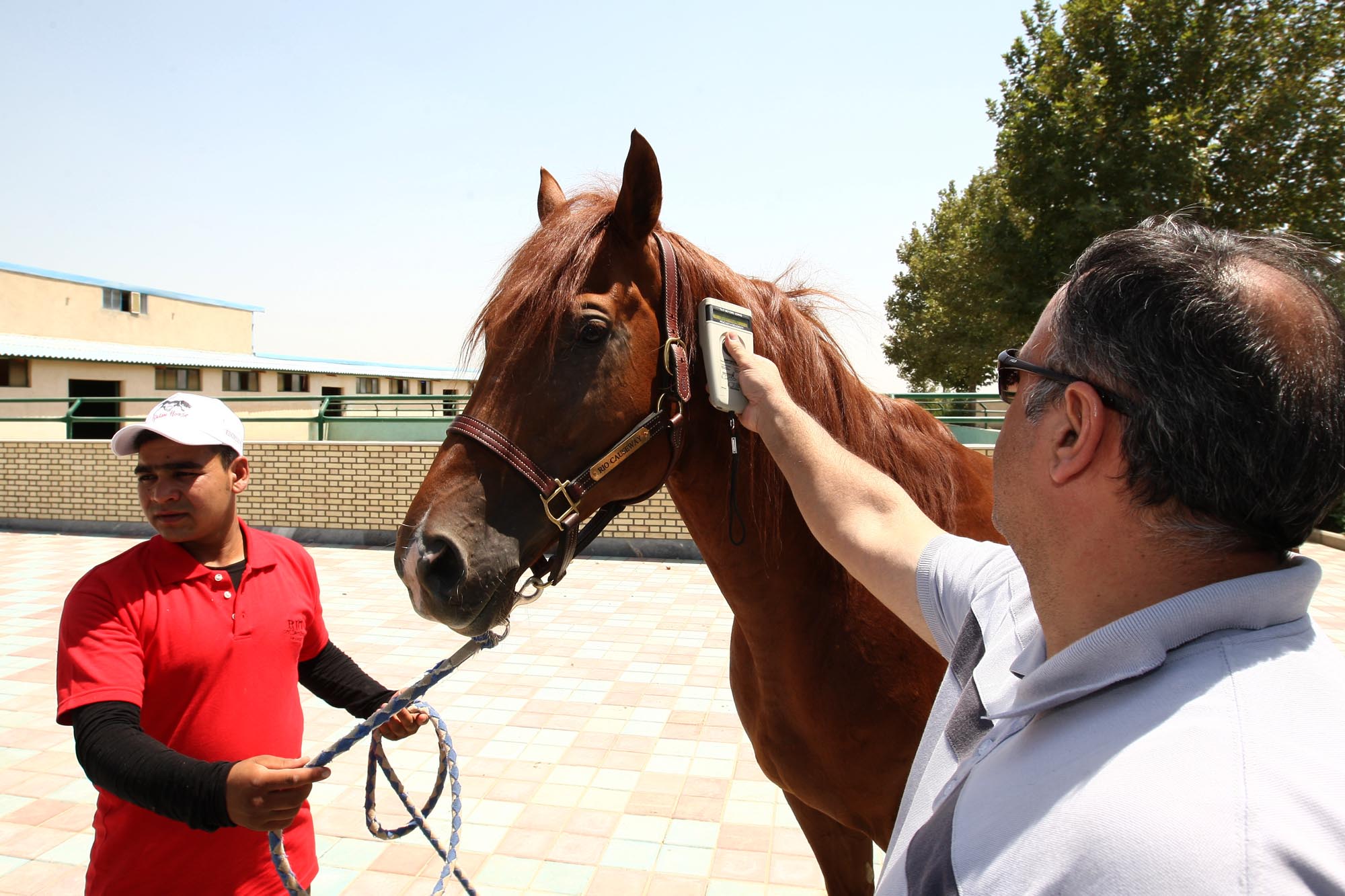 ثبت جهانی تبارنامه اسب های ایرانی