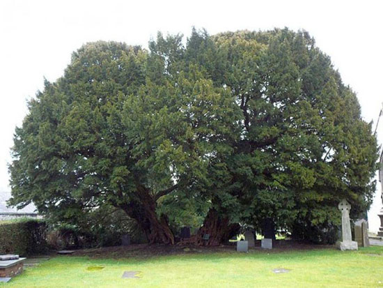 تنومندترین درخت های جهان (+عکس)