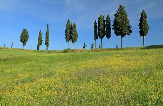 این درخت، آتش‌ نشان است (+عکس)