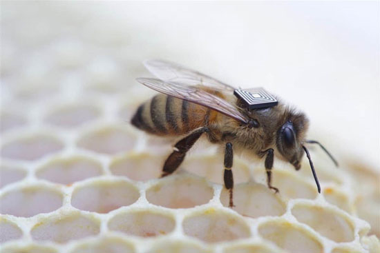 کوله پشتی برای زنبورهای عسل! (+عکس)
