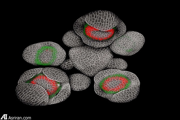 شکار لحظه‌ها در دنیای کوچک اطراف ما