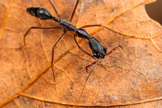 مورچه‌ای که با سرعت باورنکردنی! (+عکس)
