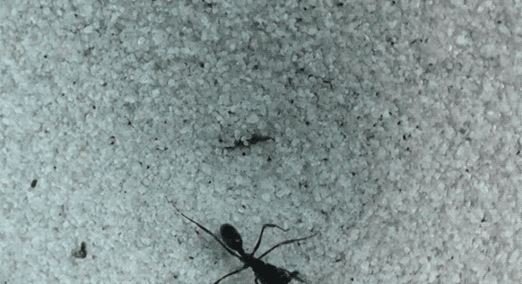 مورچه‌ای که با سرعت باورنکردنی! (+عکس)