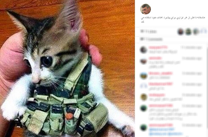 گربه انتحاری داعش (+عکس)