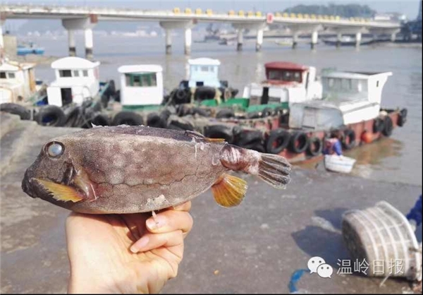 صید ماهی با ظاهر عجیب (+عکس)