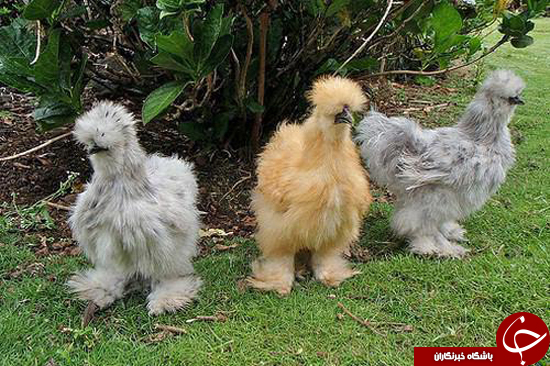 عجیب‌ترین گونه مرغ دنیا را ببینید (عکس)