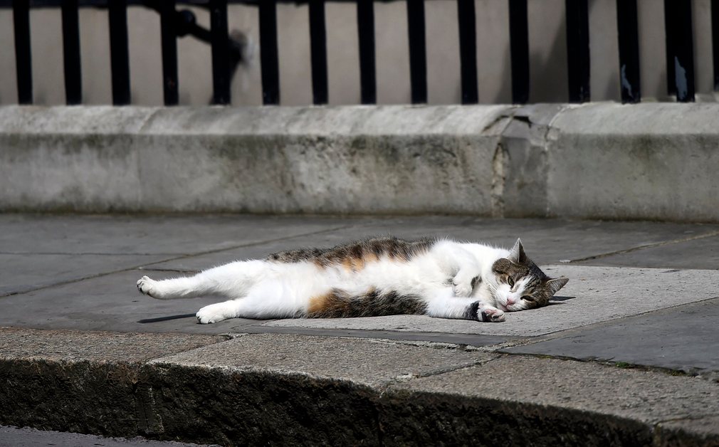گربه نخست وزیری انگلیس در انتظار رییس جدید (+عکس)