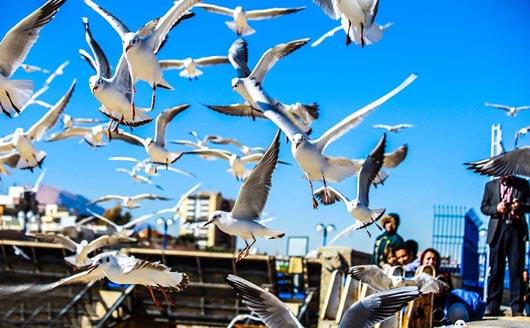 پرندگان در شهرها خشمگین تر هستند پرندگان در شهرها خشمگین تر هستند