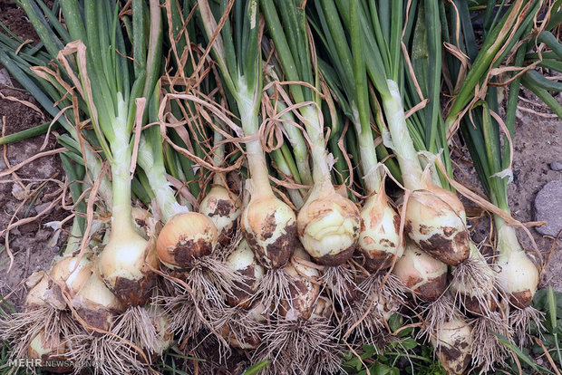 پیاز ضد اشک در راه است! پیاز ضد اشک در راه است!