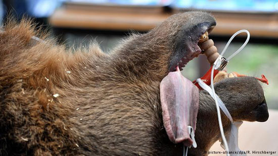 عمل جراحی دندان خرس 250 کیلویی (+عکس)