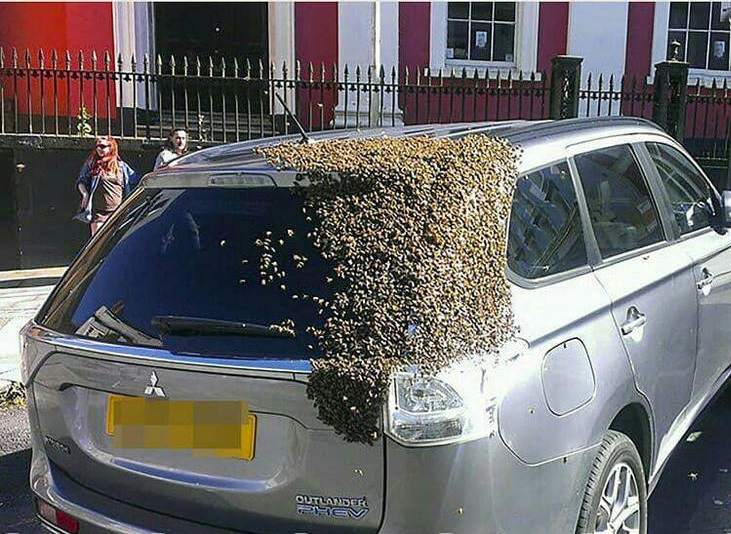 تلاش زنبورها برای نجات جان ملکه (عکس)