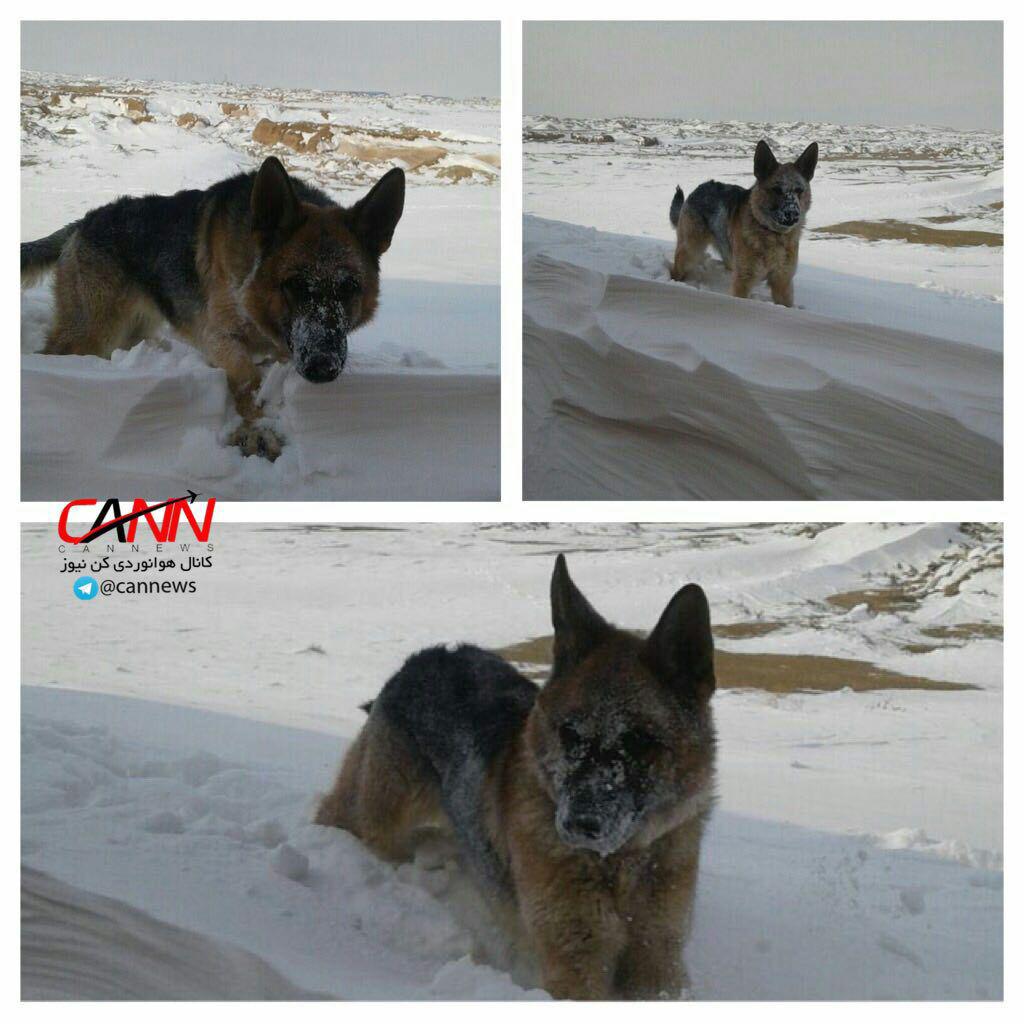 سگ&zwnj;های نجات هلال&zwnj;احمر در دامنه کوه دنا (عکس)