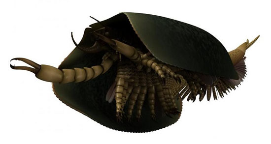 کشف هیولای دریایی 507 میلیون ساله (+عکس)