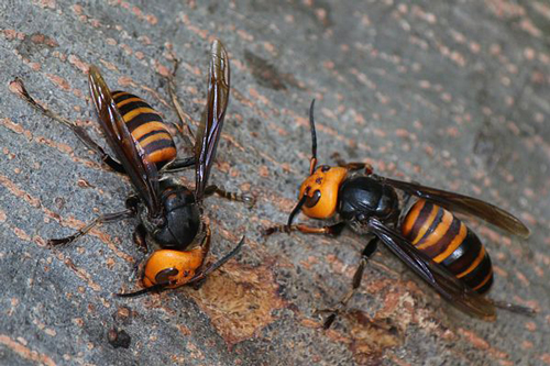 حشرات مرگ آفرین (+عکس)