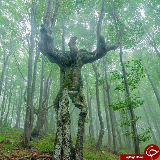 درخت شبیه انسان! (+عکس)
