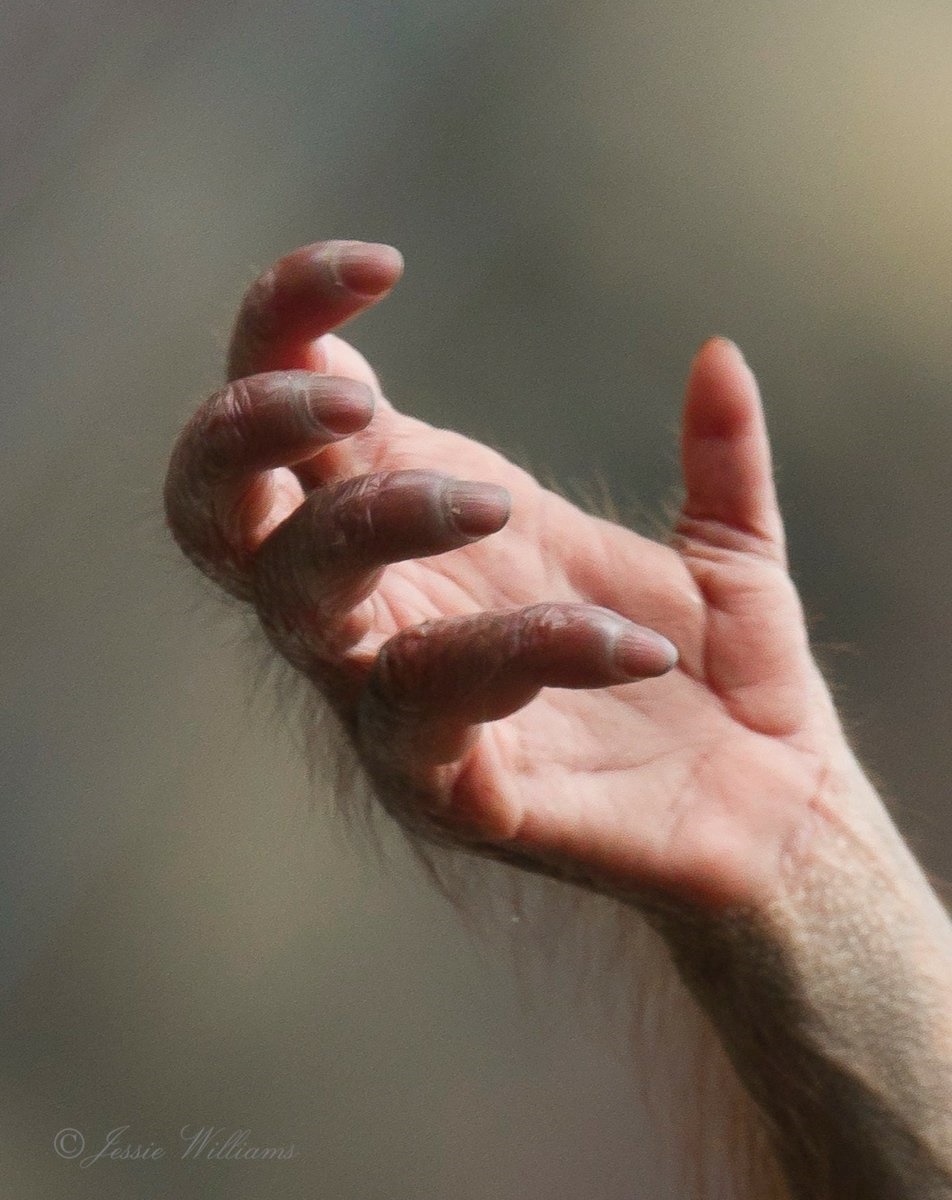 عکسی که نمی‌توانید باور کنید دست یک اورانگوتان است!