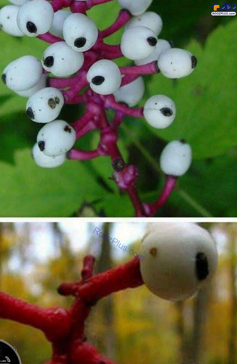 گیاه عجیب چشم عروسک (عکس)