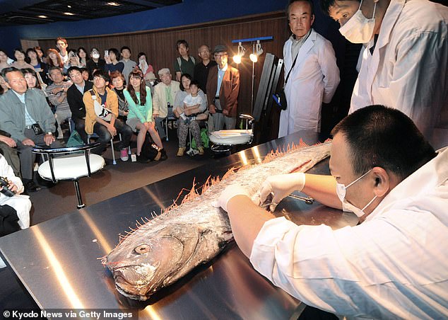 ماهی‌های مرموز هشداری بر وقوع سونامی در ژاپن (+عکس)