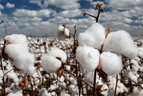 کربن خاک، مهمترین محدودیت در کشاورزی کشور است