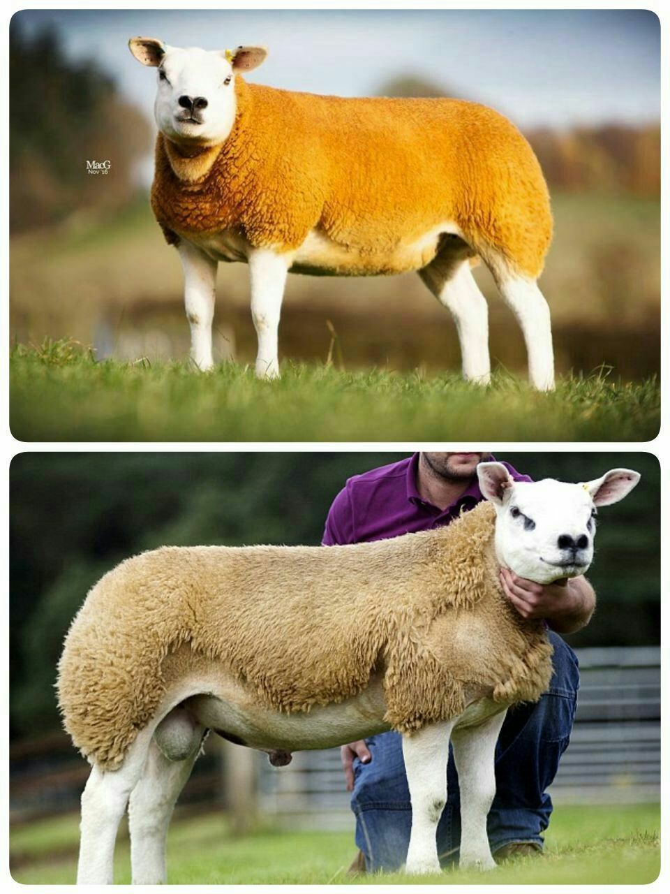 گران‌ترین نژاد گوسفند را بشناسید (عکس)