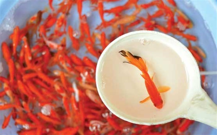 ماهی قرمز عید: از باکتری سالمونلا تا فرمول وایتکسی!