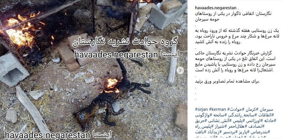 اعلام جرم علیه عامل به آتش&zwnj; کشیدن یک روباه