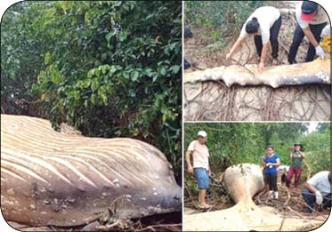 پیدا شدن جسد نهنگ در جنگل های آمازون (+عکس)