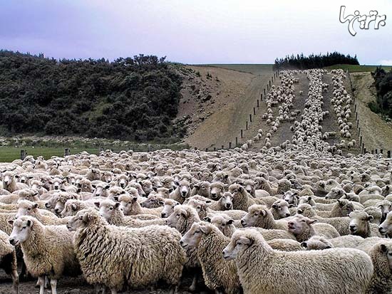 مسابقات ورزشی عجیبی که در دنیا برگزار می&zwnj;شود (+عکس)