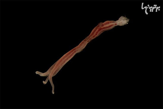 در عمق 5000 متری اقیانوس چه خبر است؟ (+عکس)