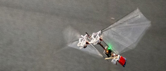 حشره رباتیک هلندی&zwnj;ها (+عکس)