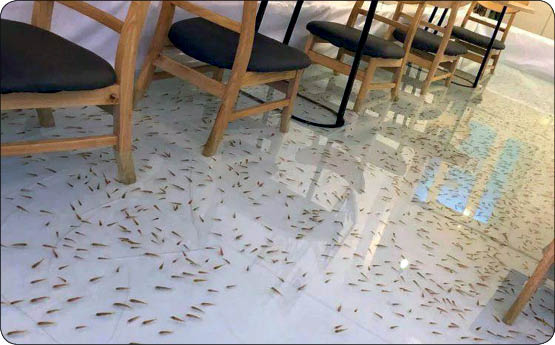 کافه ای برای دوستداران حیوانات (+عکس)