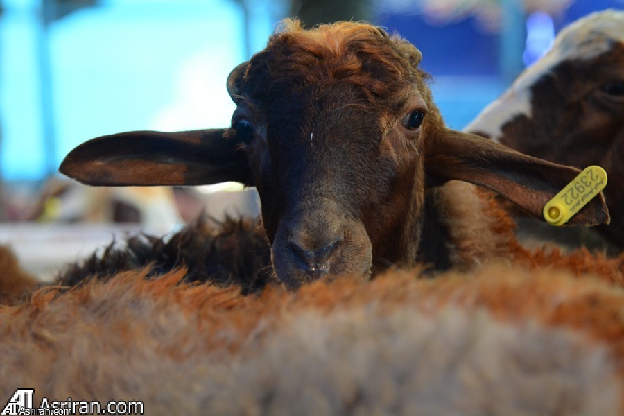 ستاد مبارزه با قاچاق کالا: مشکلات واردات دام زنده به زودی رفع می&zwnj;شود