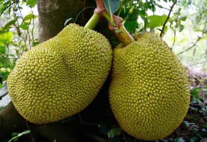 میوه ای که طعم گوشت دارد! (+عکس)