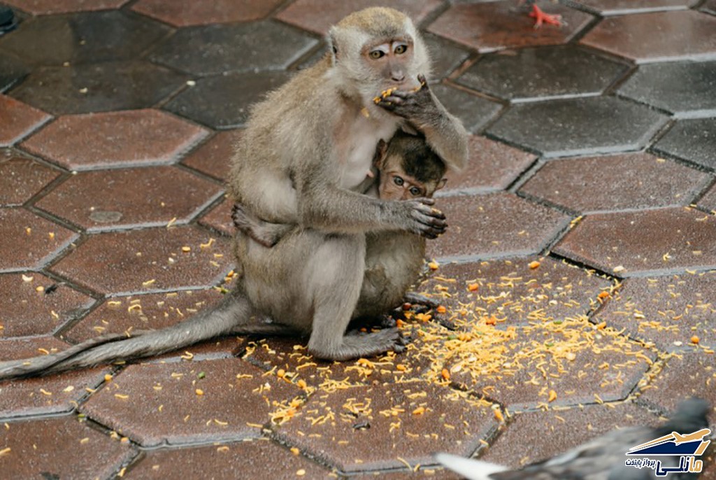 میمون&zwnj; های کوالالامپور