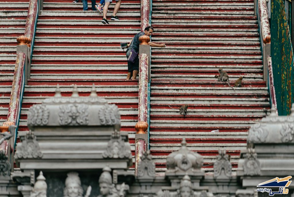 میمون&zwnj; های کوالالامپور