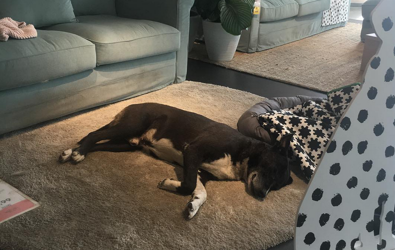 استقبال فروشگاه ایکیا ایتالیا از سگ های ولگرد