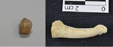 نظرِ کاشفِ دندان نئاندرتال درباره کشف بقایای یک گونه انسانی جدید