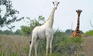 مرگ تنها زرافه سفید ماده دنیا در کنیا (+عکس)