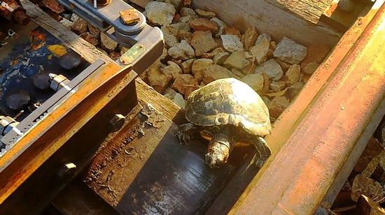 عبور لاکپشت‌ها از ریل قطار