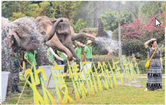 جشنواره آب بازی با فیلها جشنواره آب بازی با فیلها